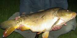 2008 Karpfen Wb